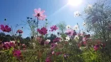Cosmea oder Schmuckkörbchen – Blühpflanze für heiße Sommer
