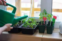 Gemüse und Kräuter auf dem Balkon anbauen