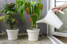 Gemüse und Kräuter auf dem Balkon anbauen
