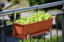 Gemüse und Kräuter auf dem Balkon anbauen
