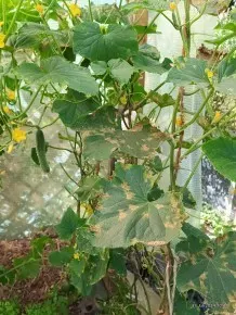 Stängelfäule an Tomaten- und Gurkenpflanzen bekämpfen