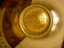 Lästige Obstfliegen - ein kleiner Tipp