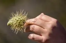 Kaktus-Stacheln mit Kleber aus Haut entfernen