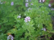 Duftpelargonie überwintern