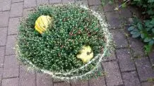 Herbstliches Blumenarrangement mit Chrysanthemen