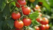 Tomaten verwerten und haltbar machen – Tipps und Ideen