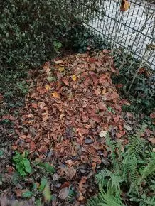 Herbstliche Laubhaufen - Überlebenshilfe nicht nur für Igel