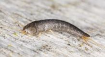 Silberfische mit Salmiakwasser bekämpfen