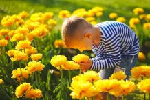 „Warum duften Blumen?“