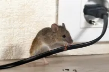 Mäuse im Haus vertreiben – 5 Maßnahmen