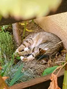 Katzen abkühlen bei Hitze im Sommer