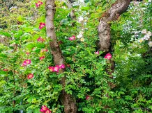 Ramblerrosen an tote Bäume pflanzen