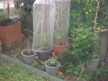 Günstiger Regenschutz für Tomaten: Tomatenhaube