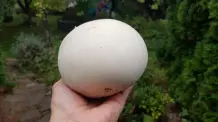 Riesenbovist erkennen & zubereiten: 3 einfache Rezepte