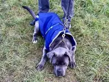 Hoffnung für Tierheimtiere: Gewinne eine Patenschaft