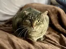 Hoffnung für Tierheimtiere: Gewinne eine Patenschaft