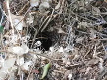 Dachs vertreiben – Hausmittel