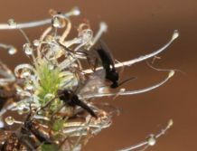 Fruchtfliegen loswerden mit Sonnentau (Drosera)