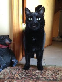 Soda ist stark - auch fürs Katzenklo