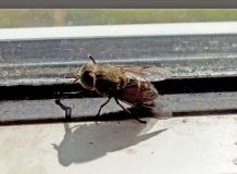Sauerkrautsaft gegen dicke Brummer