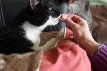 Katzen Tabletten / Pasten verabreichen