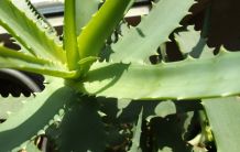 Pickel weg mit Aloe Vera Gel