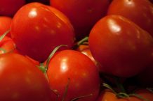 Tomaten bei Sonnenbrand