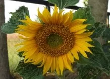 Sonnenblumen länger frisch
