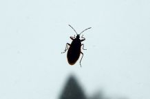 Haarspray zur Insektenvernichtung verwenden
