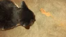 Erbrochenes von Katzen auf dem Teppich mit Rasierschaum bearbeiten