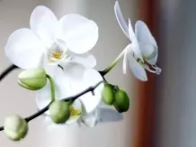 Orchideen mit Barthaaren zum Blühen bringen