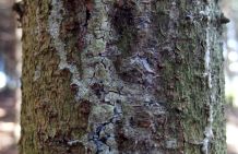 Baumharz mit Nagellackentferner entfernen