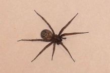 Spinne entfernen mit Staubwedel