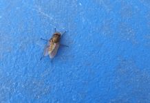 Wasserbeutel gegen Fliegen