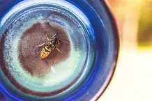 Wespen vertreiben mit Kaffeepulver