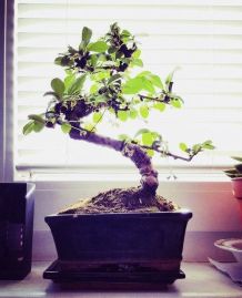 Bonsai richtig gießen