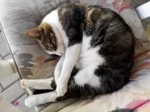 Flecken auf Teppichen von Katzen mit Fensterreiniger entfernen