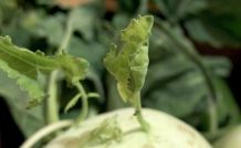 Blätter von Kohlrabi verwenden