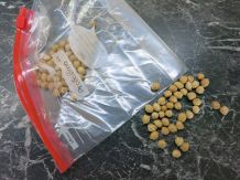 Ziploc-Beutel mit Trockenerbsen gegen leichte Kopfschmerzen