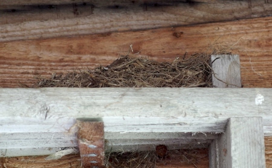 Lange Alufolien-Streifen unter dem Dachvorsprung halten kommende Vögel ab!