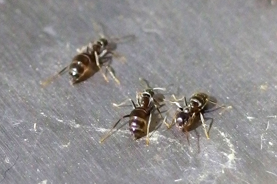 Ameisen lassen sich gut mit Deo verscheuchen - einfach eine Sperre mit Deo aufsprühen.