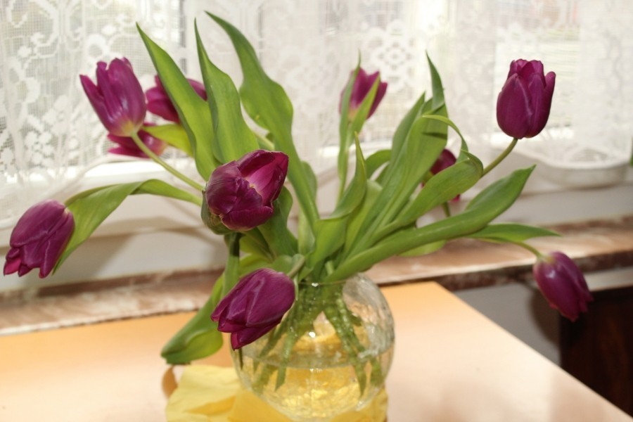 Tulpen, die den Kopf hängen lassen, kann man über Nacht in Zeitungspapier einwickeln, um sie wieder fit zu machen.