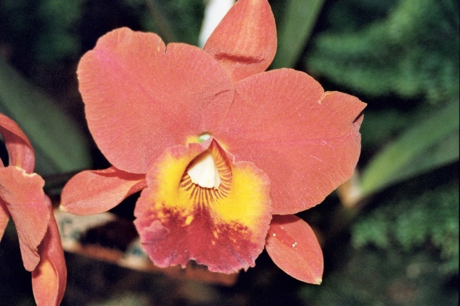 orchideen mit kaffee zum bluehen bringen