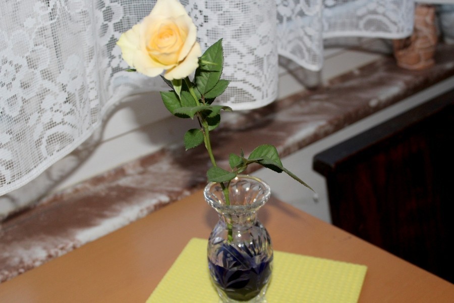 Wenn man dem Wasser in der Vase etwas Tinte beimischt, kann man weiße Rosen blau färben.