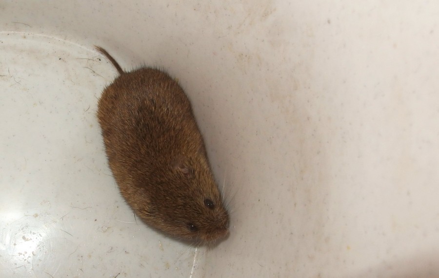 Beste Fangergebnisse von Mäusen: Mausefalle mit Nutella-Erdnuss-Mischung bestücken.