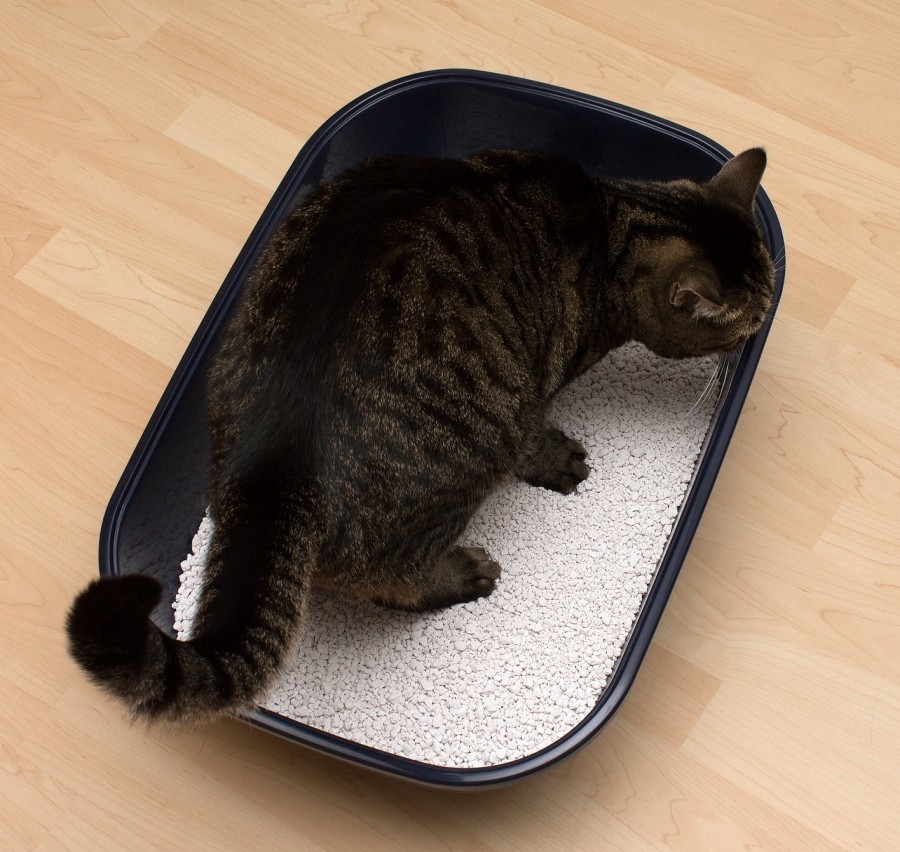 Mit warmem Wasser und Oxi lässt sich ein Katzenklo wunderbar reinigen.