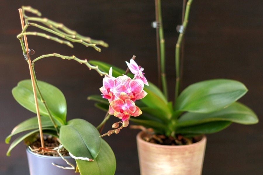 Wenn du nur die ganz vertrockneten Stängel entfernst, werden deine Orchideen immer reichlich blühen.