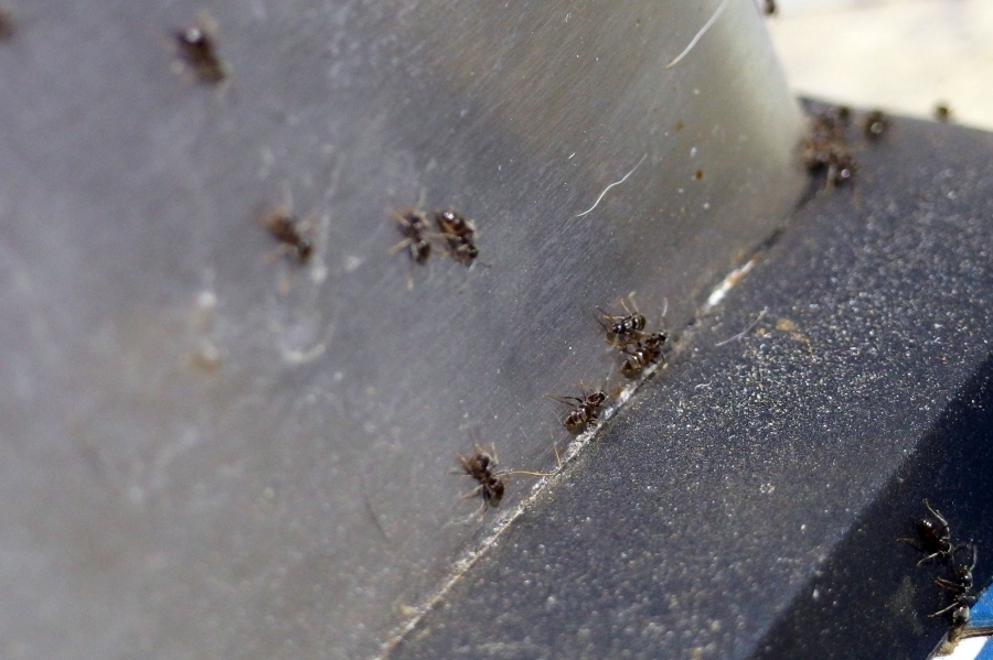 Ameisen in der Wohnung kann man einfach mit Essigessenz vertreiben.