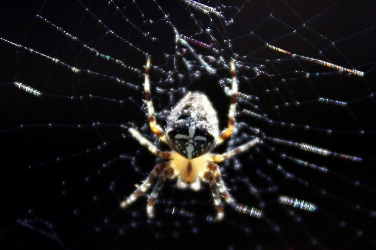 Spinnen entfernen mit Kältespray