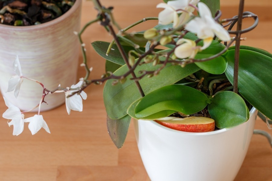 Falls du willst, dass deine Orchideen normal blühen, solltest du einen überreifen Apfel oder ein Stück Apfel auf die Fensterbank oder auch direkt auf den Topf legen.